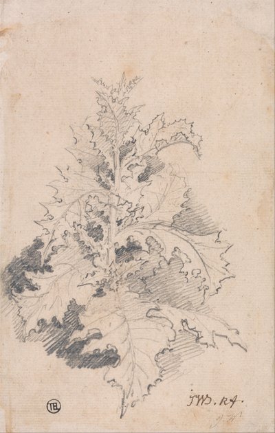Study of a Thistle by James Ward